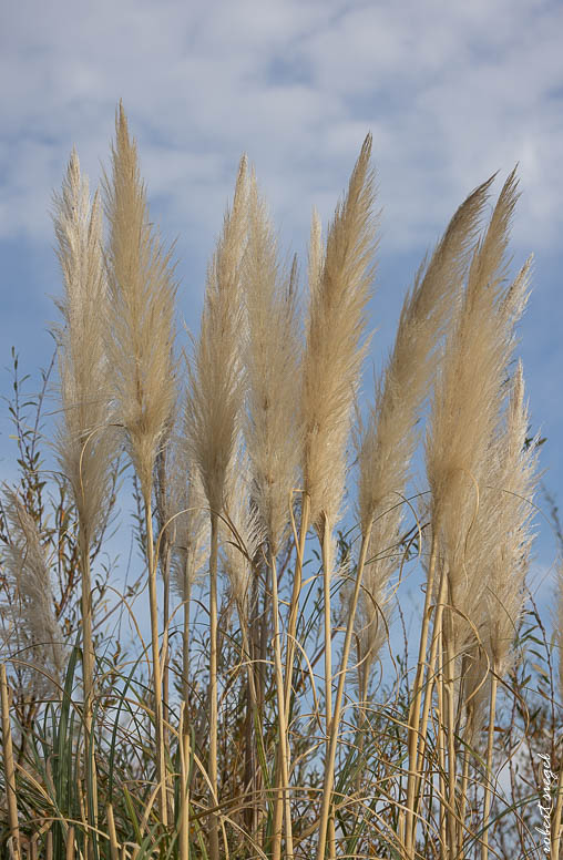 emily renzel wetlands 2024